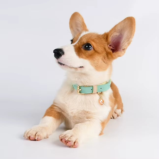 Genuine Leather Dog Collar – Adjustable for Small, Medium & Large Dogs